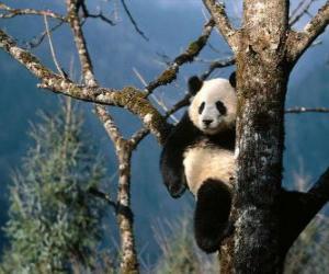 yapboz Panda bir ağaç üzerinde